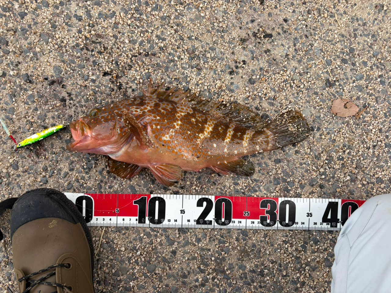 キジハタの釣果写真