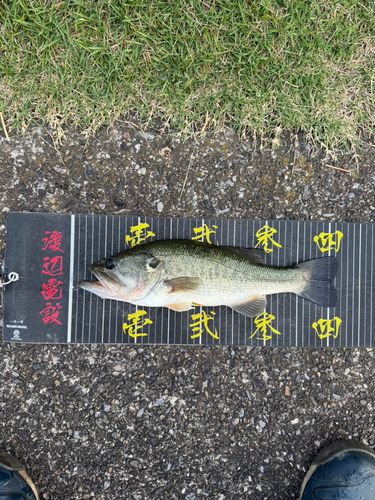 ラージマウスバスの釣果