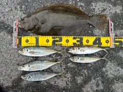 アジの釣果