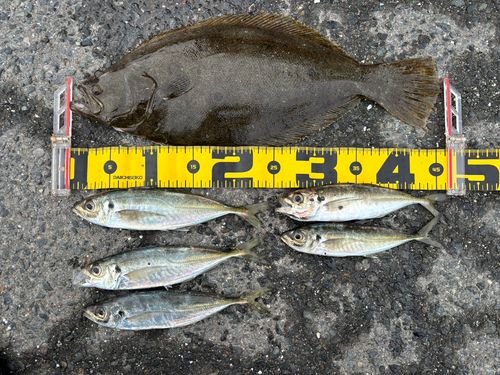 アジの釣果