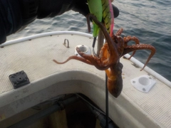 タコの釣果