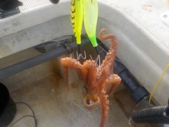 タコの釣果