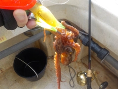 タコの釣果