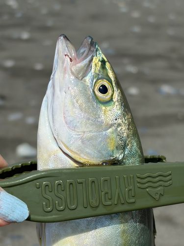 ワカシの釣果