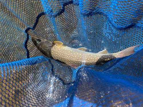 アメマスの釣果