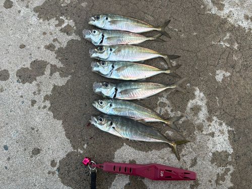 アジの釣果