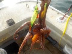 タコの釣果