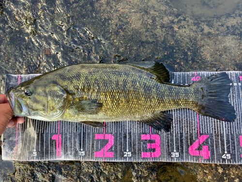 東北地方で釣れたブラックバス - アングラーズ | 釣果600万件の魚釣り