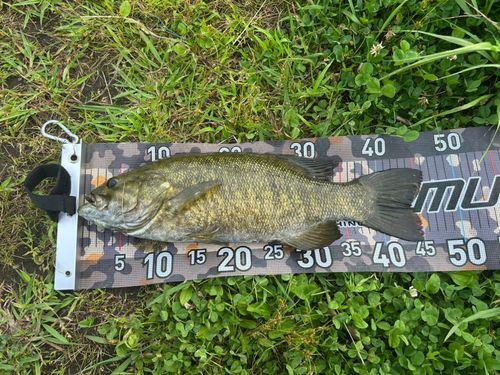スモールマウスバスの釣果