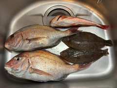 マダイの釣果
