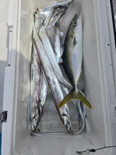タチウオの釣果
