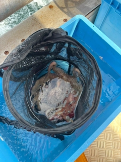 マダコの釣果