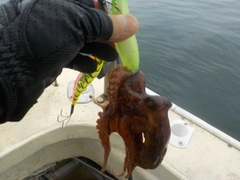 タコの釣果