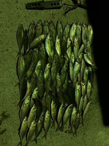アジの釣果