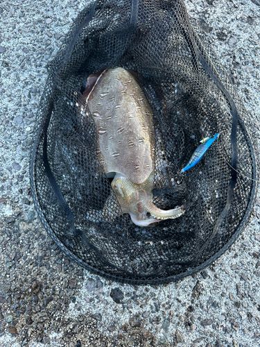 モンゴウイカの釣果