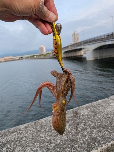 タコの釣果