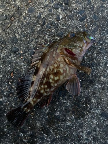 カサゴの釣果