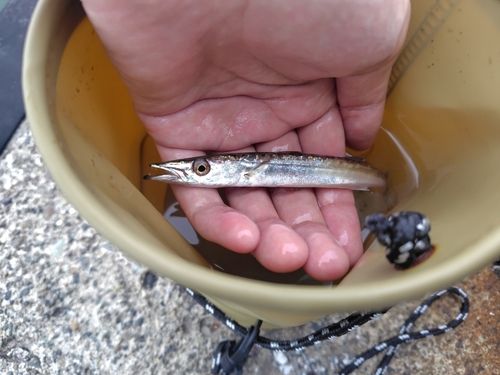 カマスの釣果