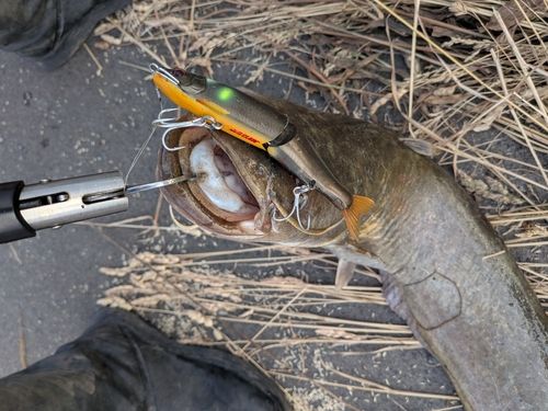 ニホンナマズの釣果