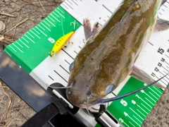 アメリカナマズの釣果