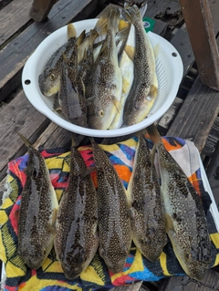 ショウサイフグの釣果