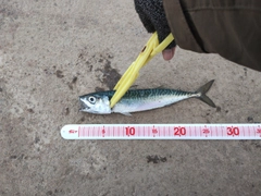 サバの釣果