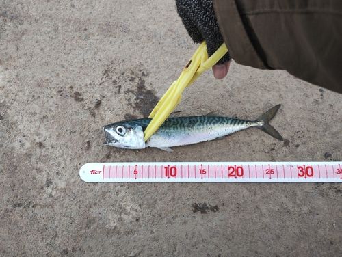 サバの釣果