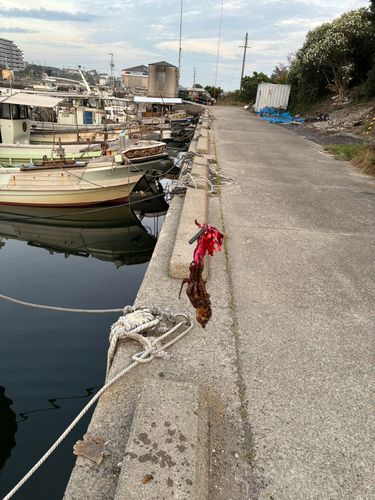 タコの釣果
