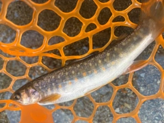 イワナの釣果