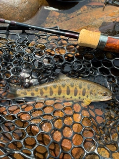 ヤマメの釣果