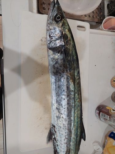 サワラの釣果