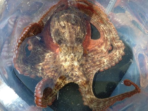 タコの釣果