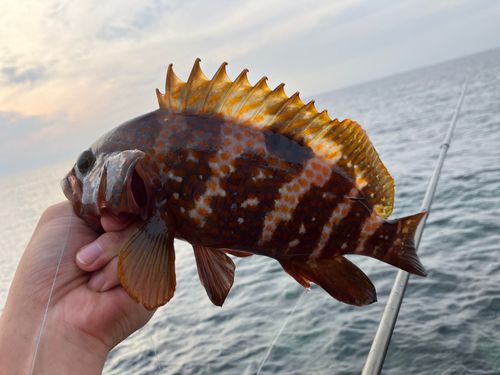 キジハタの釣果