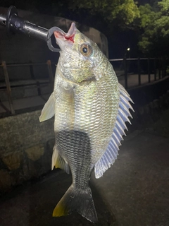 キビレの釣果