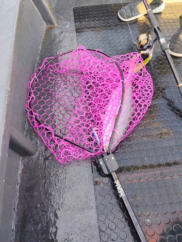 フクラギの釣果