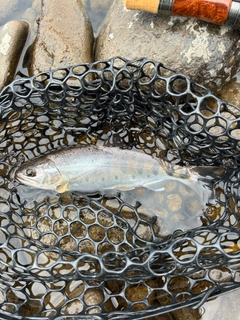 ヤマメの釣果