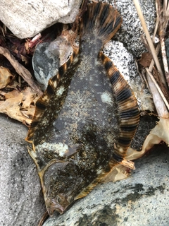 マツカワの釣果