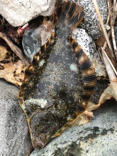 マツカワの釣果