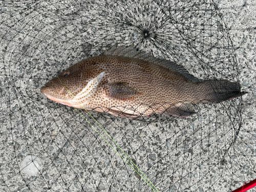 オオモンハタの釣果