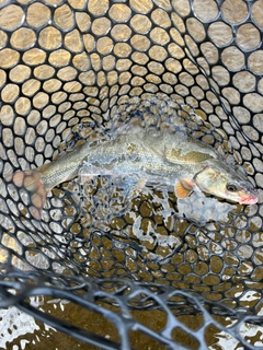 ウグイの釣果