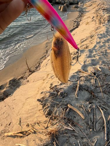 シタビラメの釣果