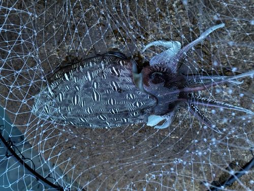 コウイカの釣果