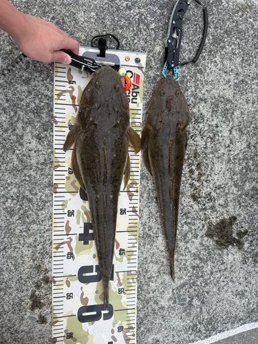 マゴチの釣果