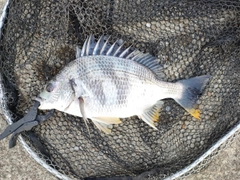 キビレの釣果