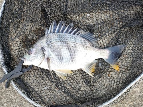 キビレの釣果
