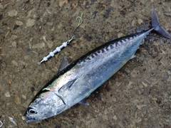 ソウダガツオの釣果