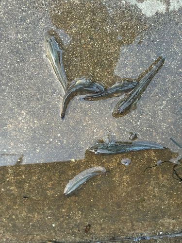 ハゼの釣果