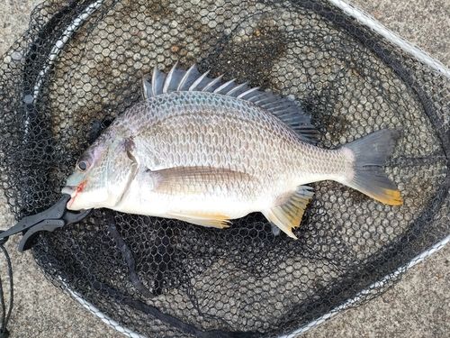 キビレの釣果