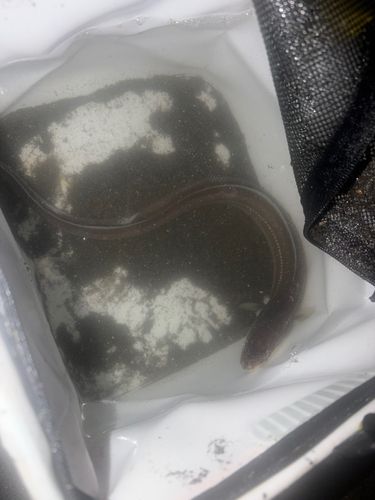 マアナゴの釣果