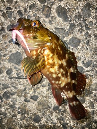 カサゴの釣果